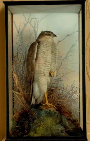 Sparrow Hawk (Spicer).jpg